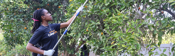 Person grabbing oranges