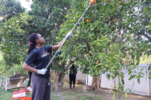 Person grabbing oranges